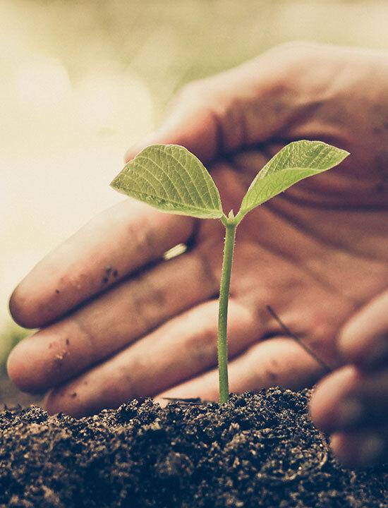 Ein Landwirt hält schützend seine Hand um eine kleine grüne Jungpflanze